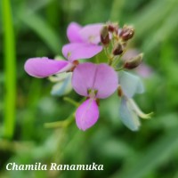 Desmodium uncinatum (Jacq.) DC.